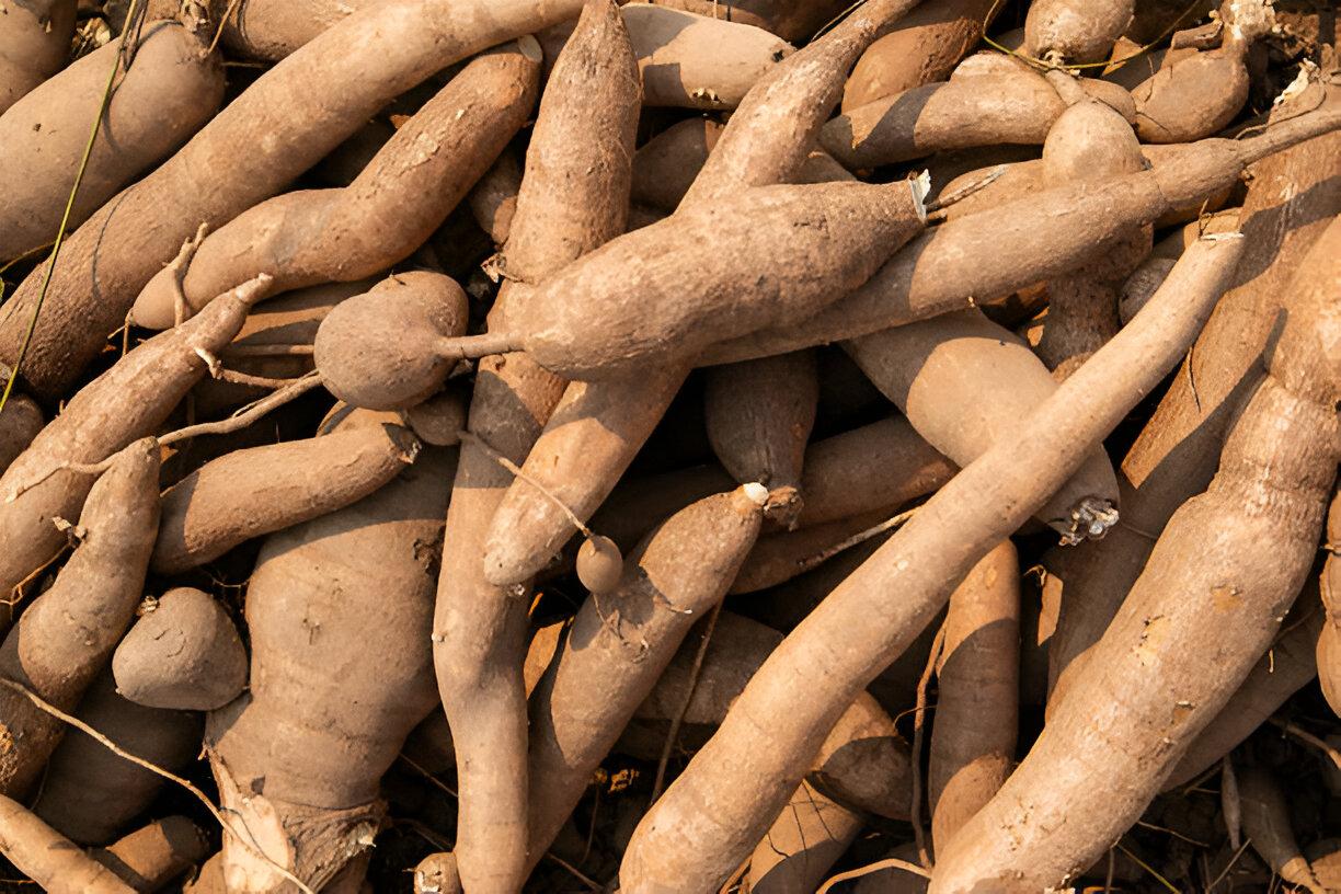 Value-Added Cassava Products