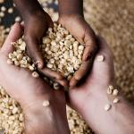 Why Cameroon Is Africa’s Hidden Gem for Premium Agricultural Exports