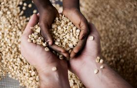 Why Cameroon Is Africa’s Hidden Gem for Premium Agricultural Exports