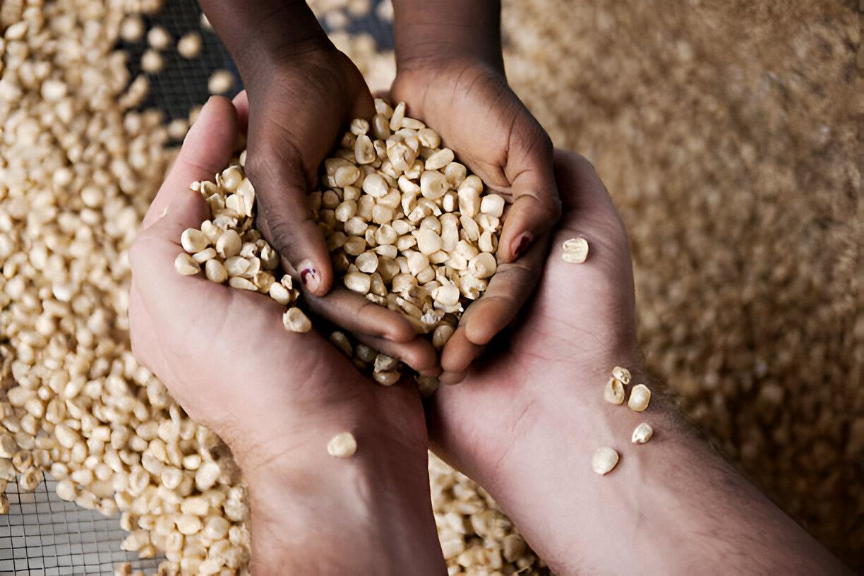 Why Cameroon Is Africa’s Hidden Gem for Premium Agricultural Exports